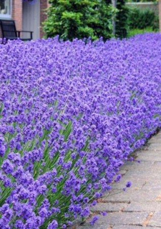 LAVANDULA angustifolia Munstead